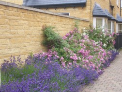 Lavender and Rose Path in Broadway, UK