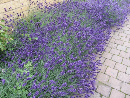 The Lavender of Broadway, UK